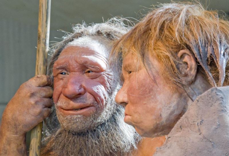 Reconstructions of Neanderthals are seen at a museum in Mettmann, Germany