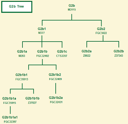 Haplogroup G2b tree